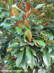 Magnolia grandiflora - foliage